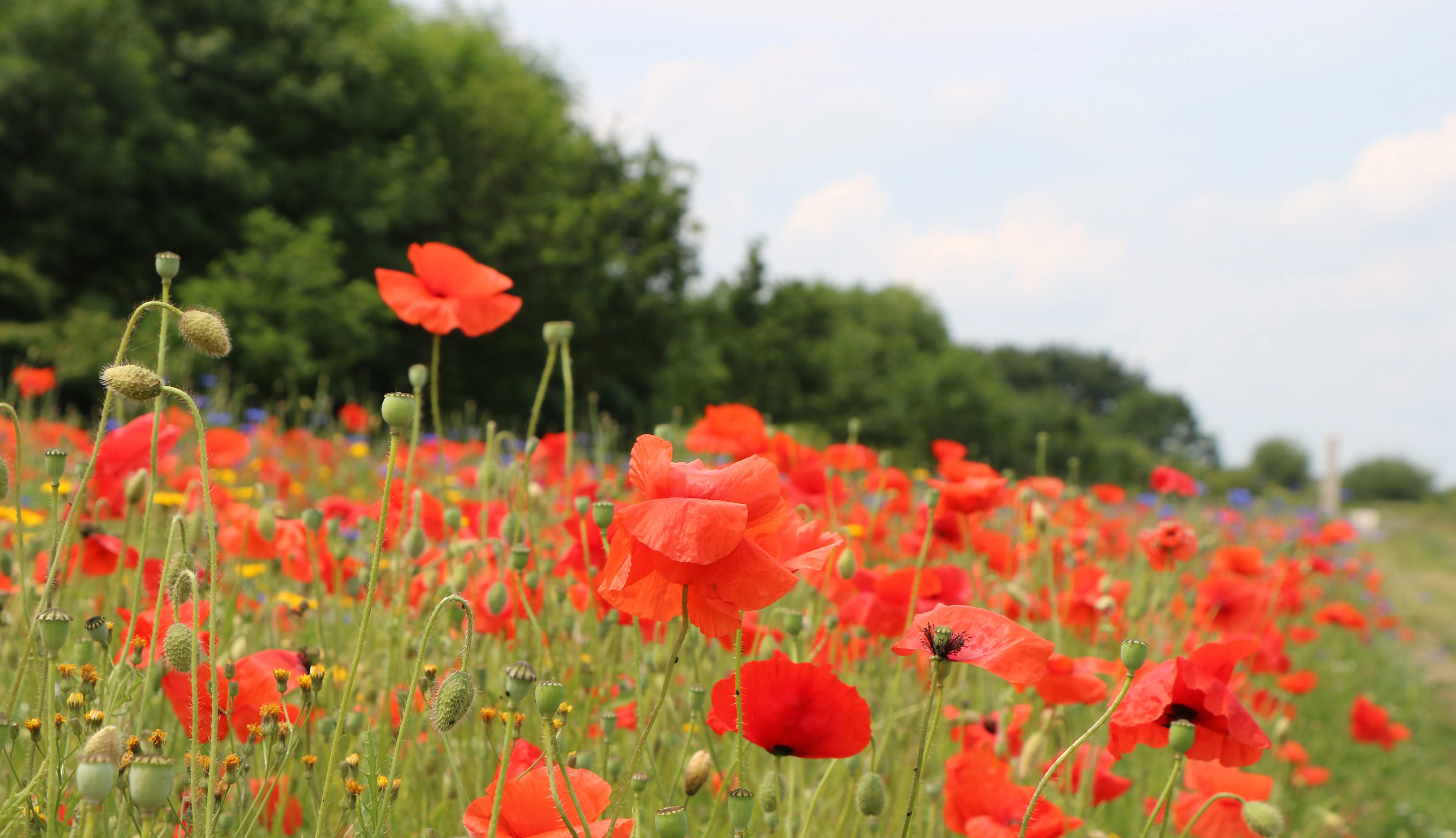 Legion Poppy Field at NMA